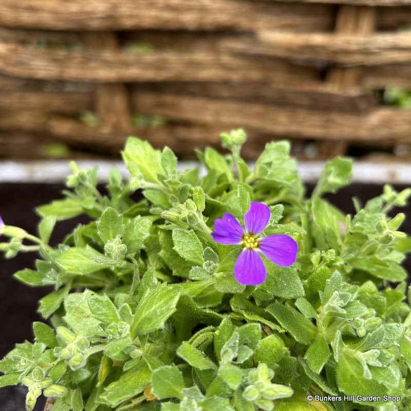 Aubrieta 'Hamburg State Park' 1ltr pot