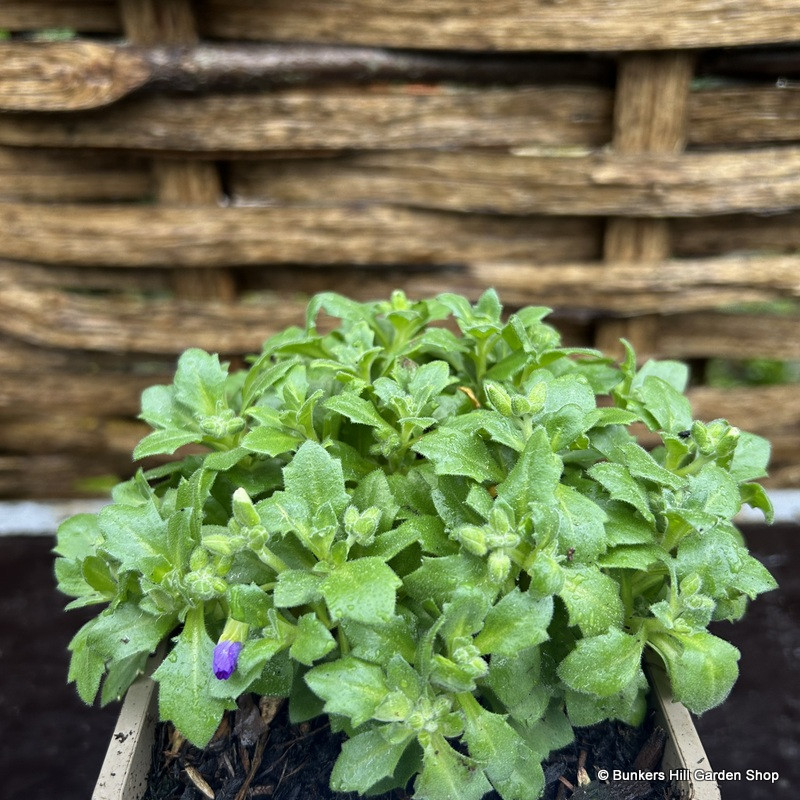 Aubrieta 'Glacier Sky Blue' 1ltr pot