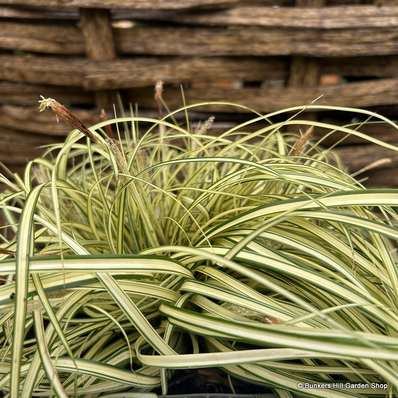 Carex oshimensis 'Evergold' 3ltr pot