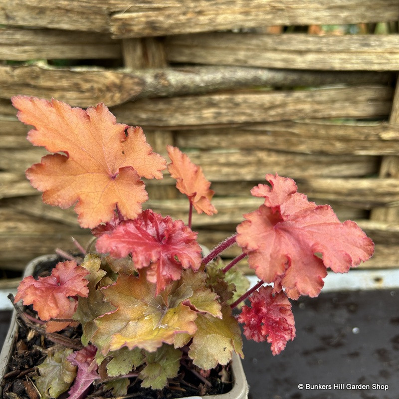 Heuchera Indian Summer 'Cranberry' 1ltr pot