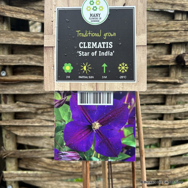 Clematis 'Star of India' sq
