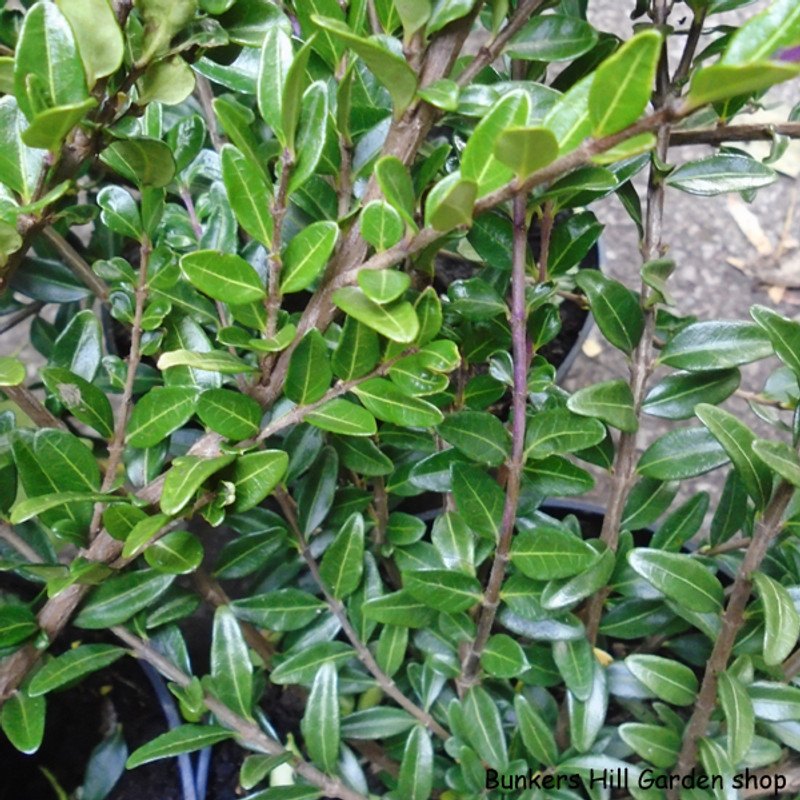 Lonicera pileata 'Maygreen' 3L