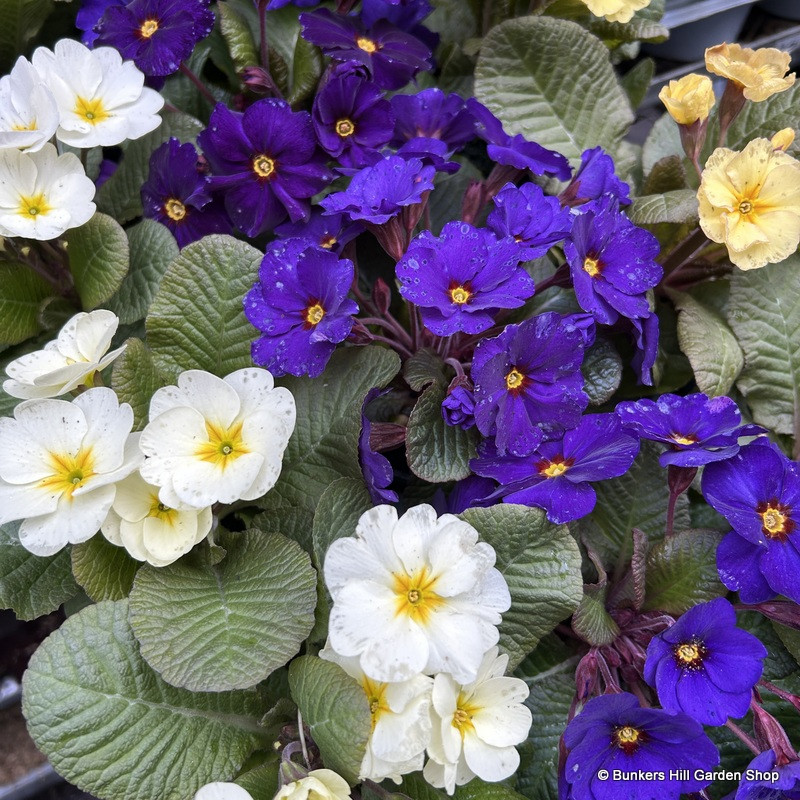 Hardy primrose