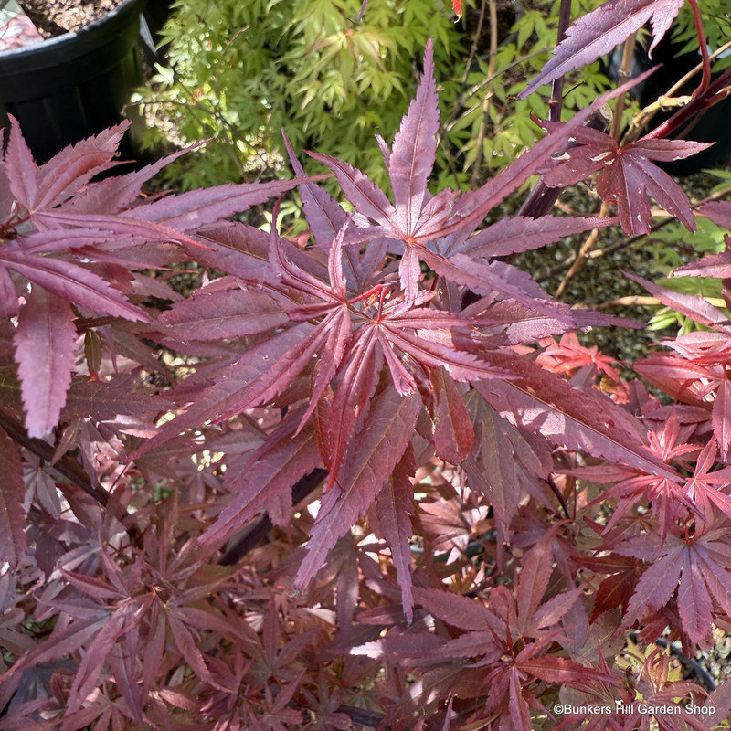 Acer palm. 'Skeeters Broom' (p19)