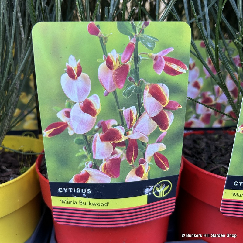 Cytisus 'Marie Burkwood' 2L (Broom)