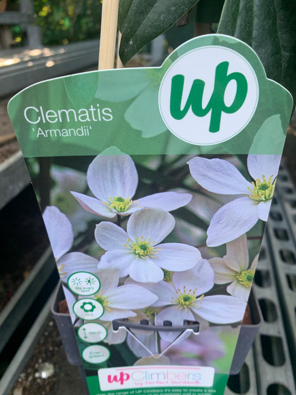 Clematis 'Armandii'