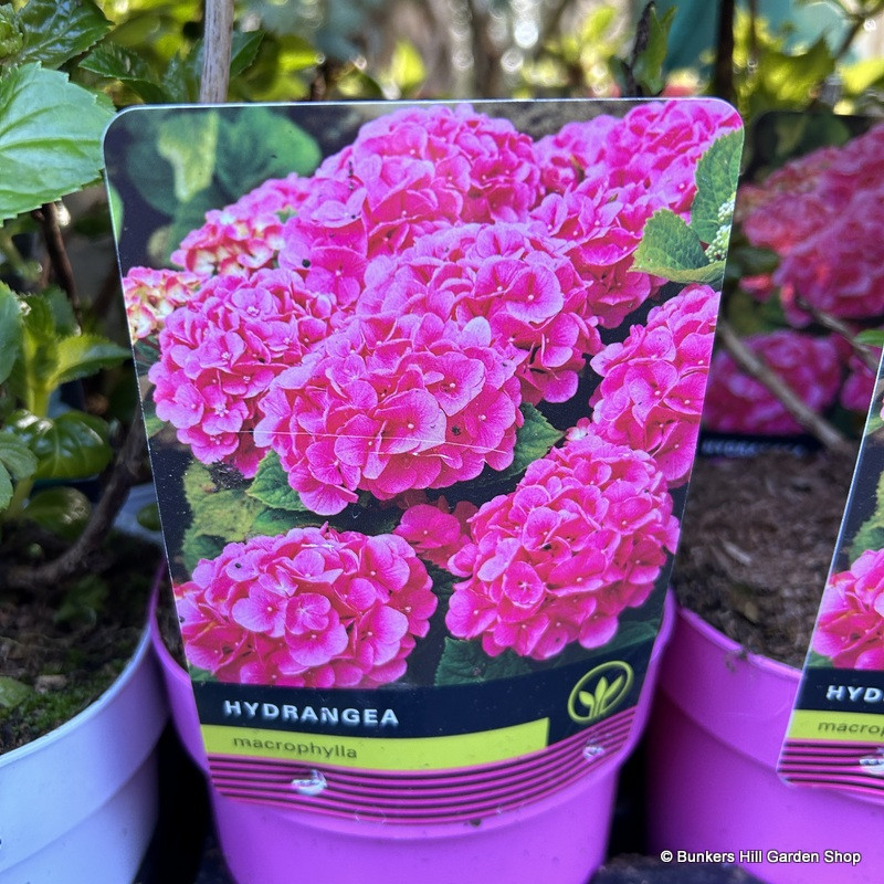 Hydrangea Macrophylla (2L)