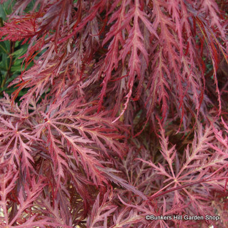 Acer Dissectum 'Garnet' (p24)