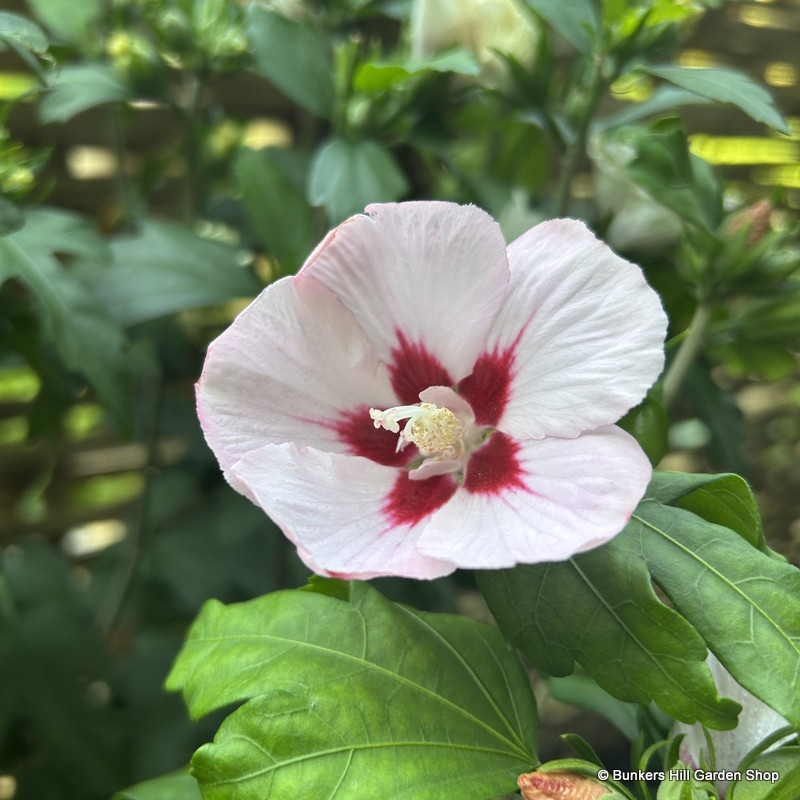 Hibiscus syr. 'Hamabo' 3L