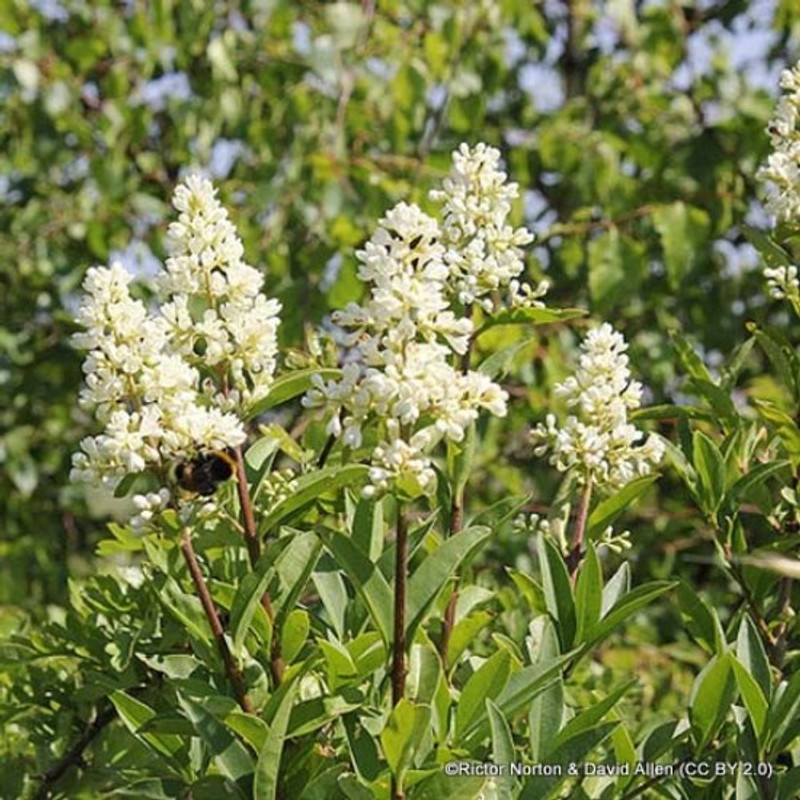 10 x Ligustrum vulgare (Wild Privet) 60-90cm bare root 2yr  (bundle)