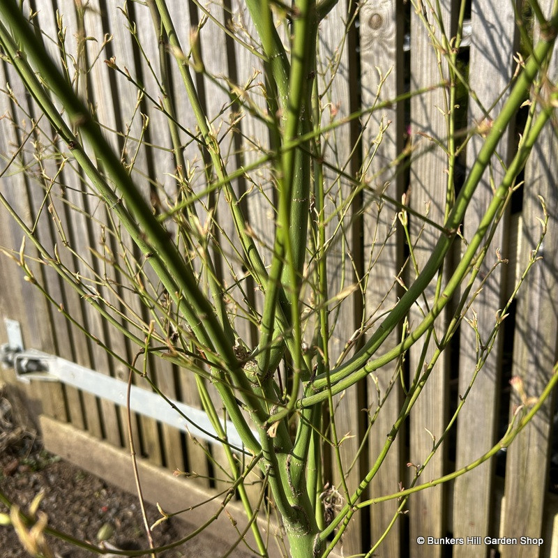 Acer palmatum 'Beni-Shisi-Henge' 20L