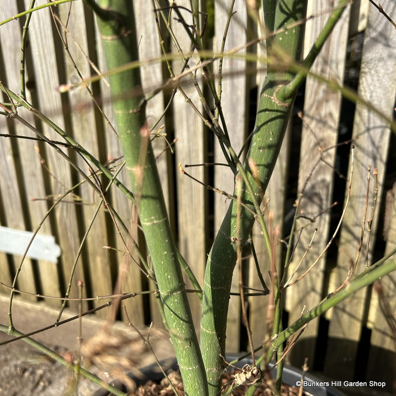 Acer palmatum 'Metamorphosa' (20L)