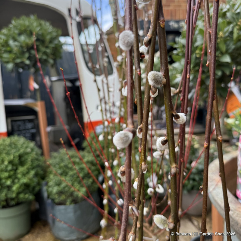 Salix caprea 'Kilmarnock' 120cm stem (7.5L)