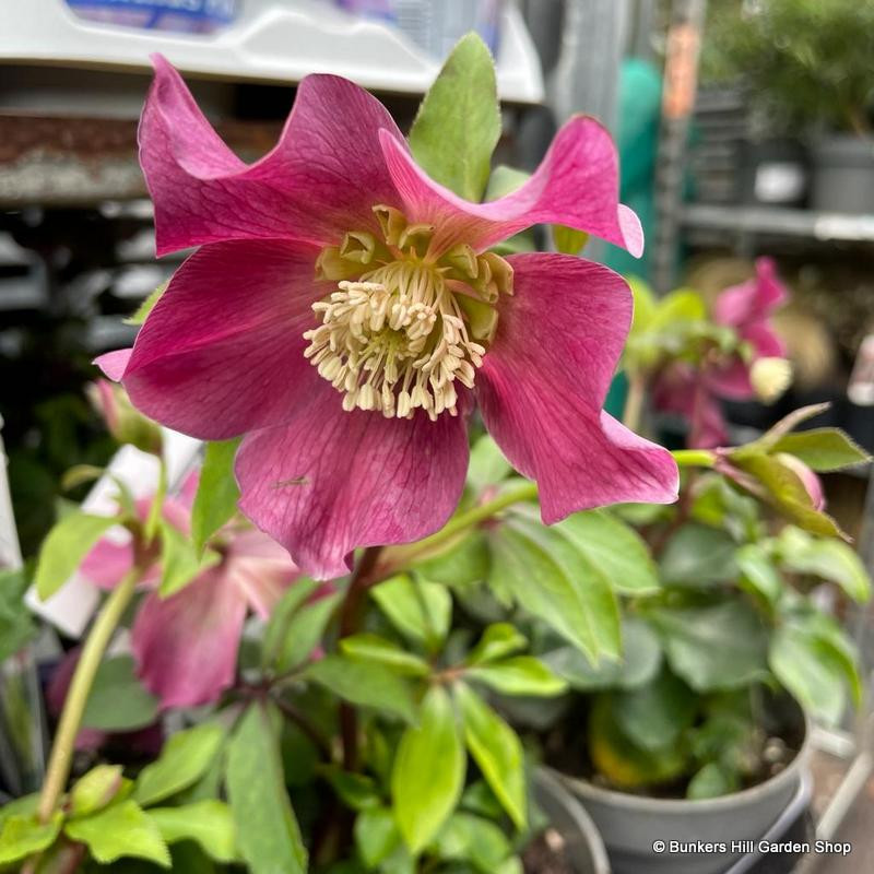 Helleborus orientalis (p12)