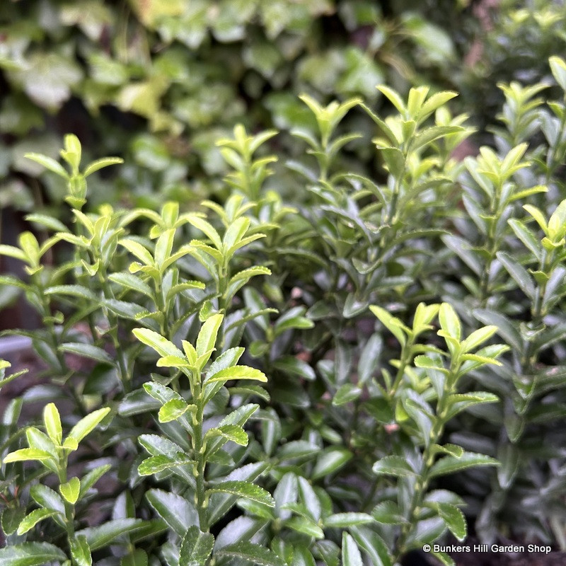 Euonymus japonicus 'Microphyllus' 5ltr