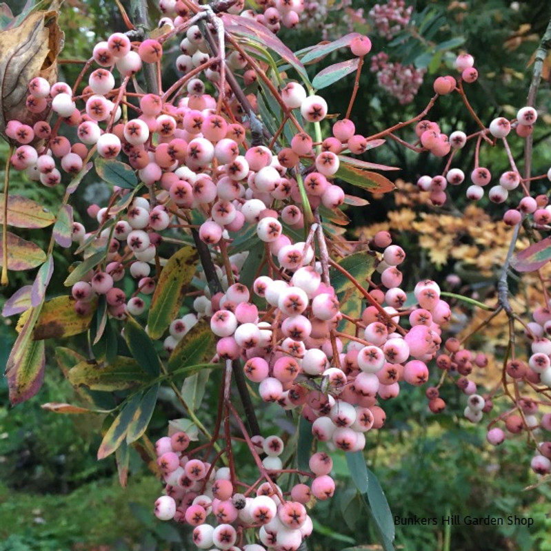 Sorbus arnoldiana 'Kirsten Pink' 10/12cm (45L)