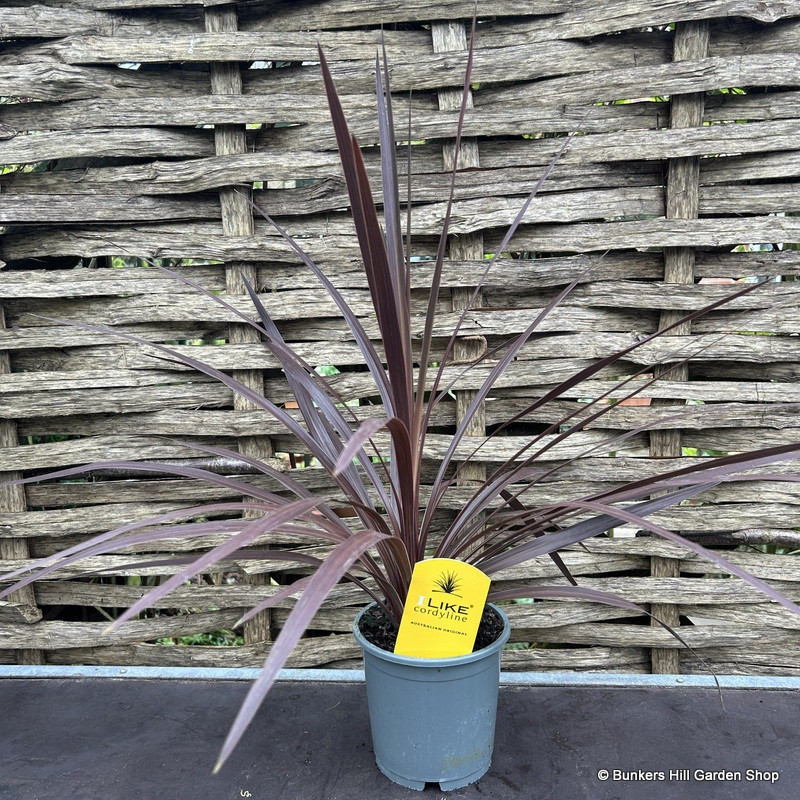 Red Cordyline (Cabbage Palm)