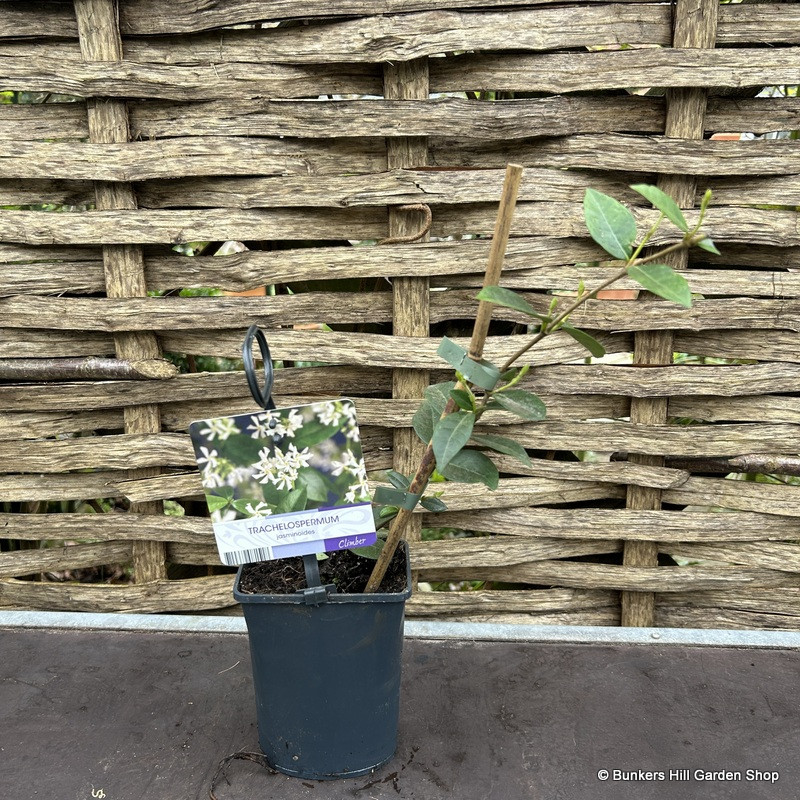 Trachelospermum (Star Jasmine) baby