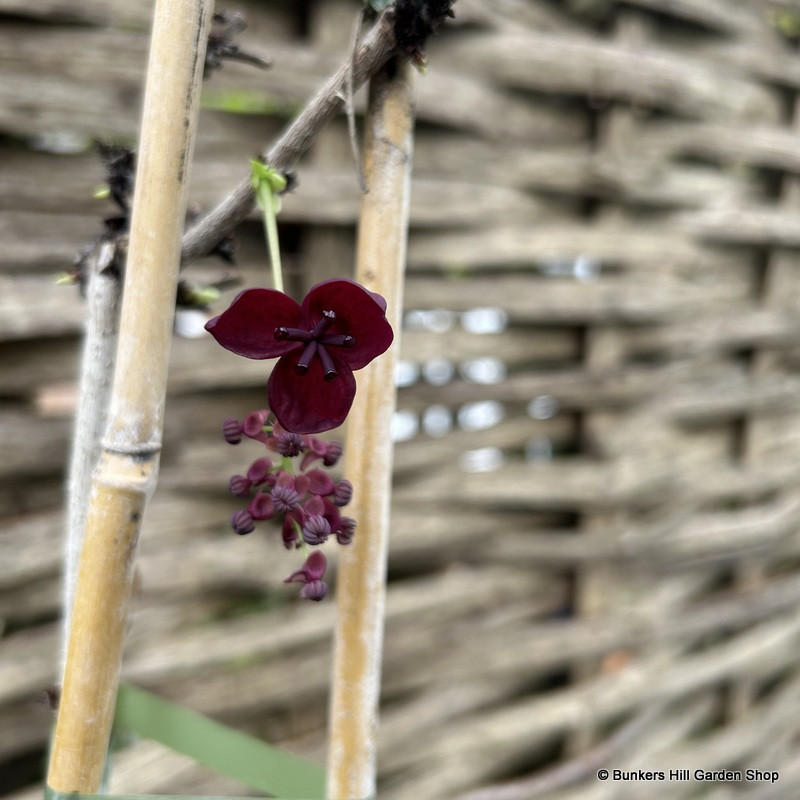 Akebia quinata 3L