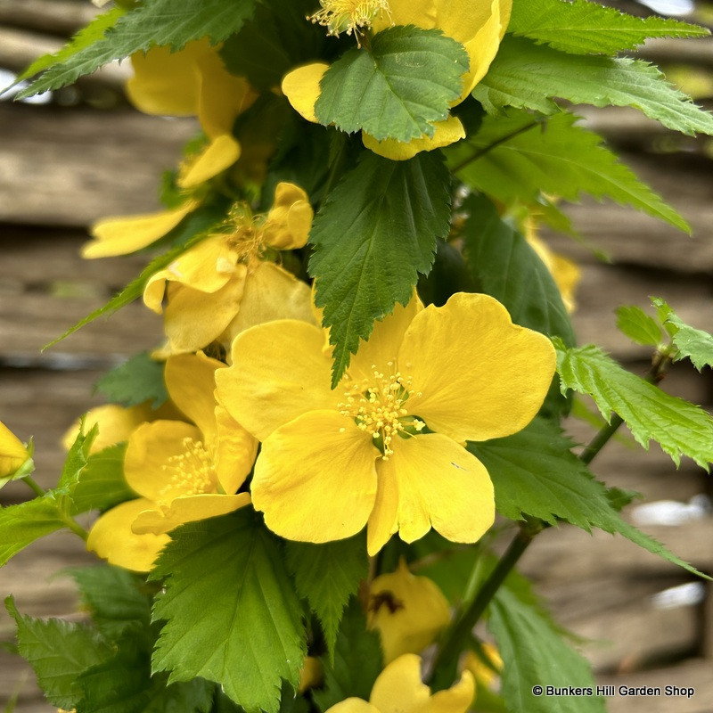 Kerria jap. 'Golden Guinea' 3ltr