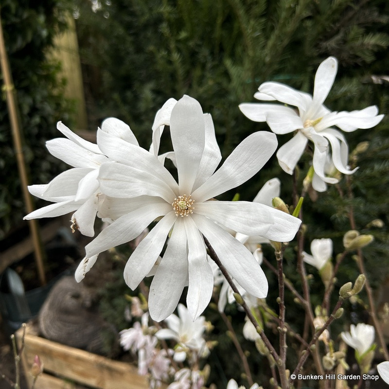 Magnolia stellata - 3L