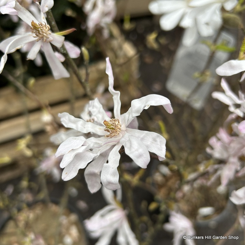 Magnolia stellata rosea (5L)