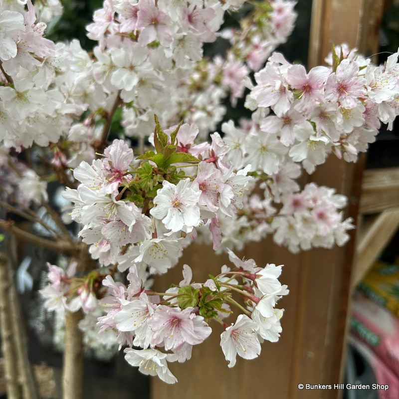 Prunus niponica 'Brilliant' 80cm stem (5L)