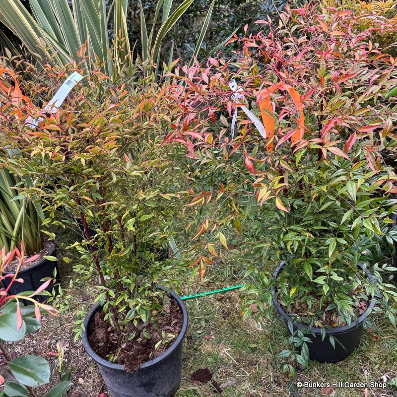 Nandina domestica (Heavenly Bamboo) 100-125cm (25L)