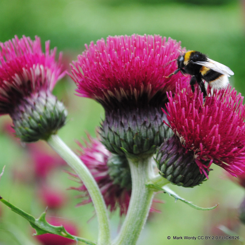 Cirsium rivulare  'Atropurpureum'  2L