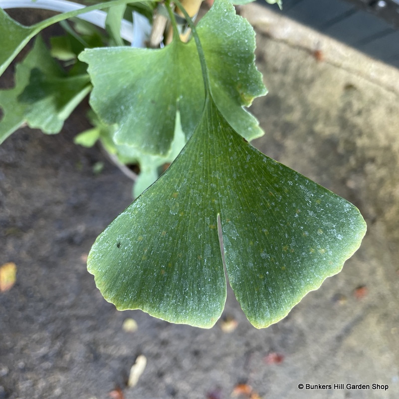 Ginkgo biloba 'Blagon'