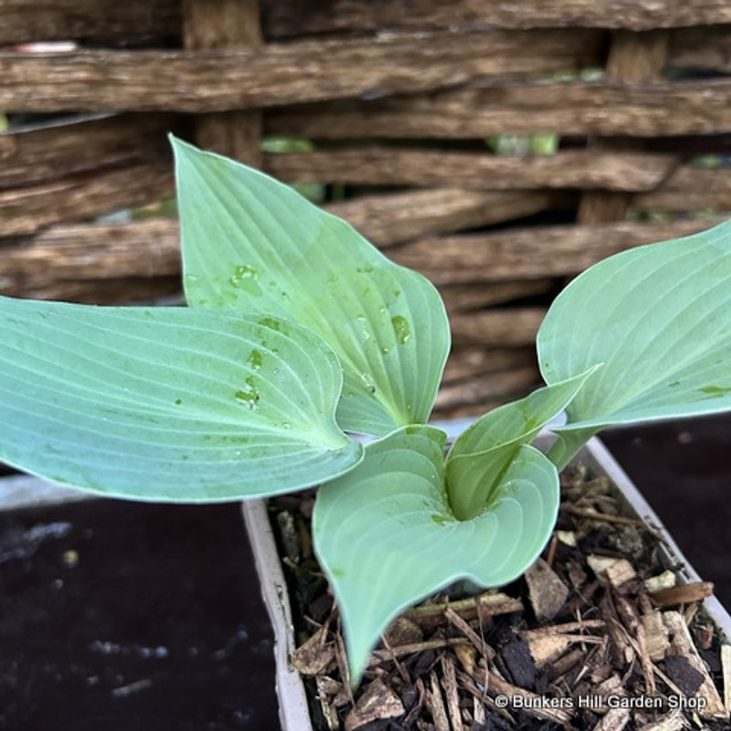 Hosta (tardiana group) 'Halcyon' 1ltr