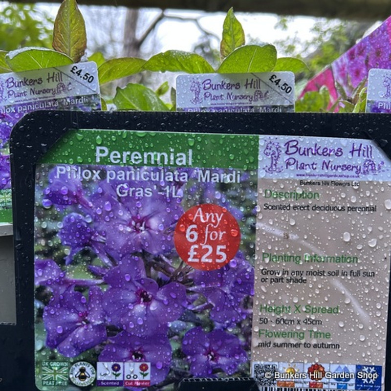 Phlox paniculata 'Mardi Gras' 1ltr pot