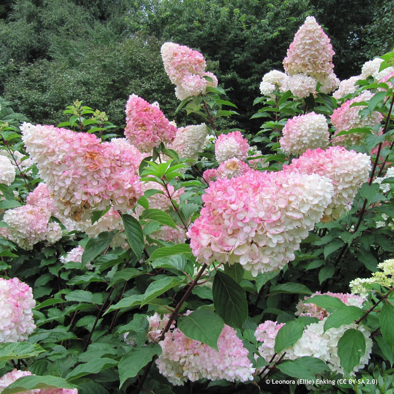 Hydrangea pan. 'Vanille Fraise' (7.5L)