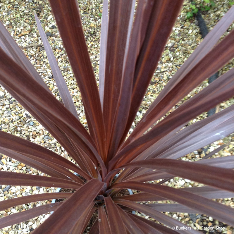 Cordyline 'Red Star' (21cm)