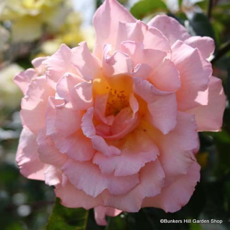 Compassion - Climbing Rose
