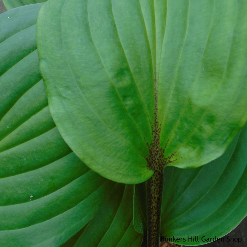 Hosta 'Purple Heart' 2L