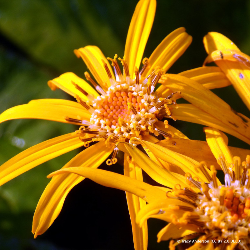 Ligularia 'Rising Sun' 2L