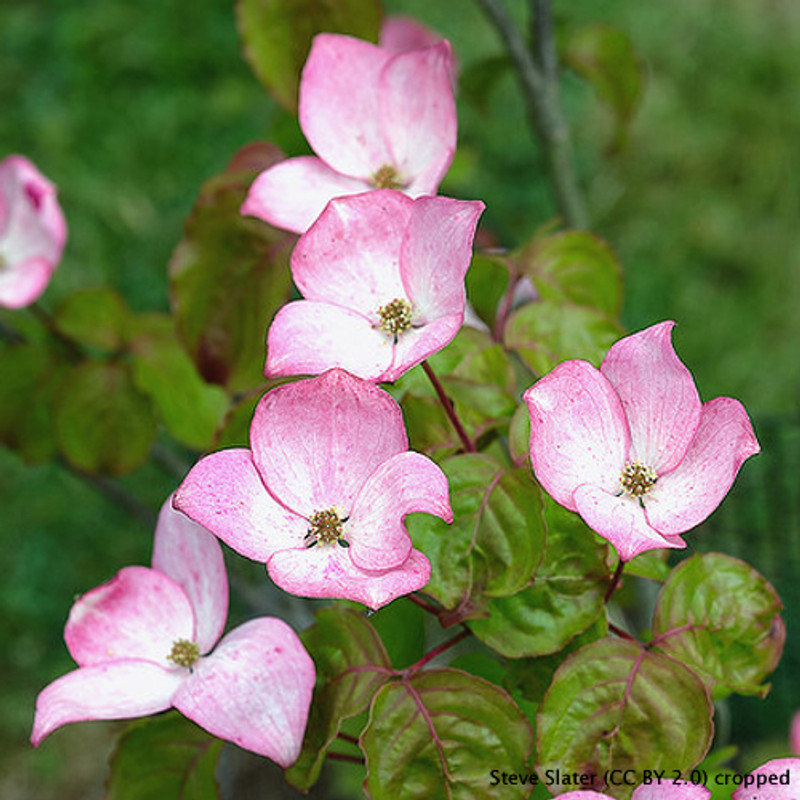 Cornus kousa 'Satomi' 100-125cm (15L)