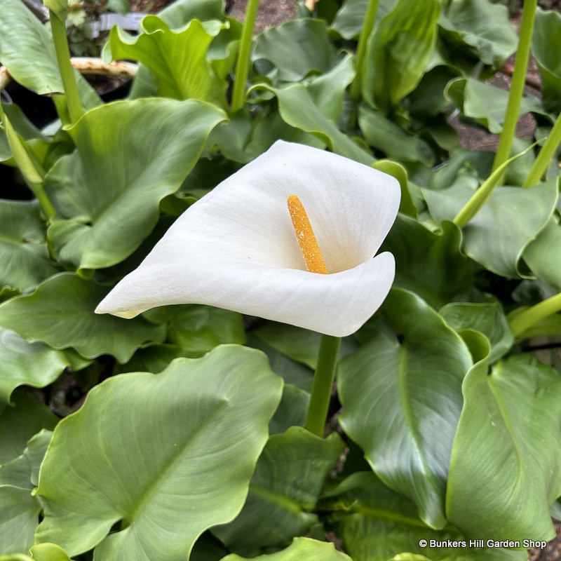 Zantedeschia aethiopica bush (p15)