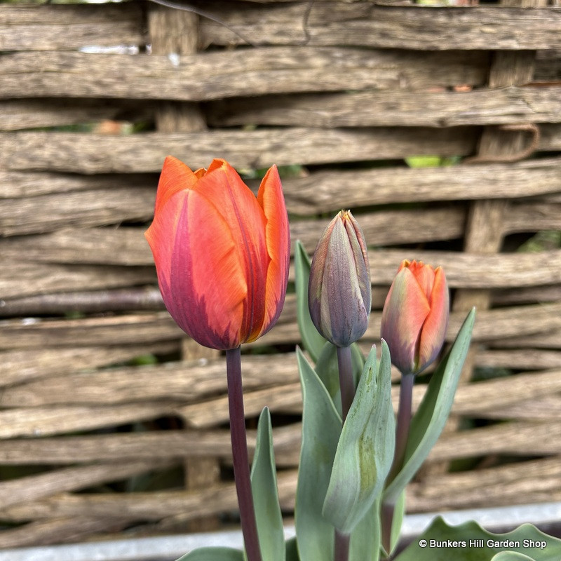 Tulip 'Princess Irene'