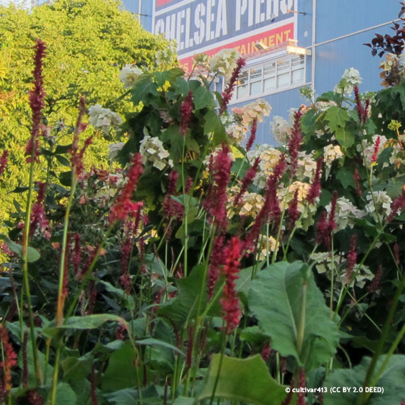 Persicaria amplexicaulis 'Amethyst Summer' 2L