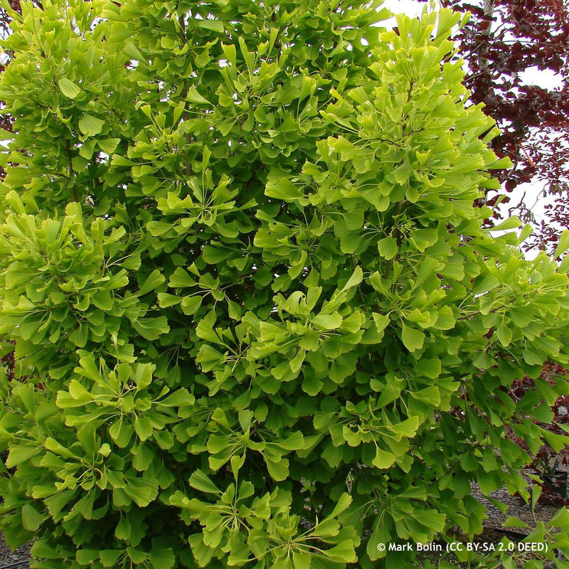 Ginkgo 'Saratoga' 4L