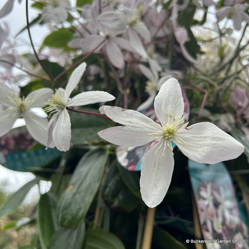 Clematis armandii 'Apple Blossom' 120-150cm cane (7L)