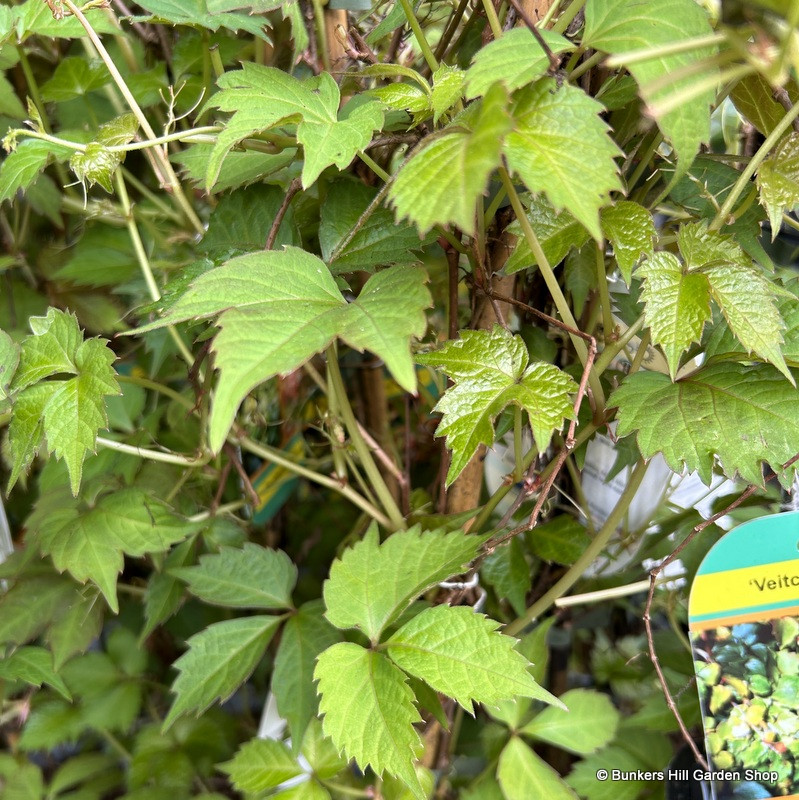 Parthenocissus veitchii