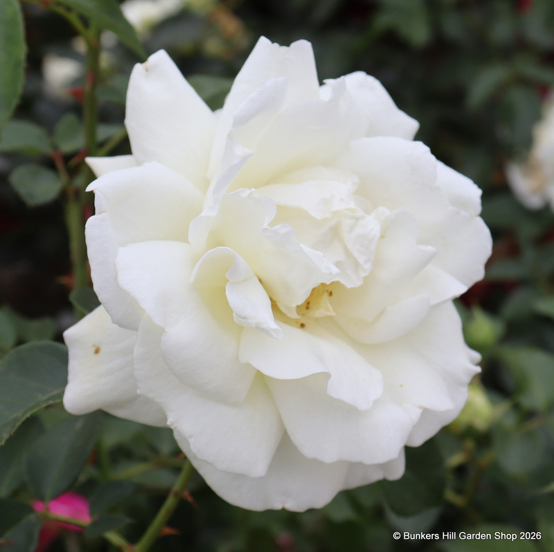 Creme de la Creme - Climbing Rose