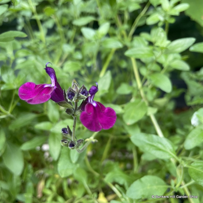 Salvia greggii 'Amethyst Lips' 1ltr pot