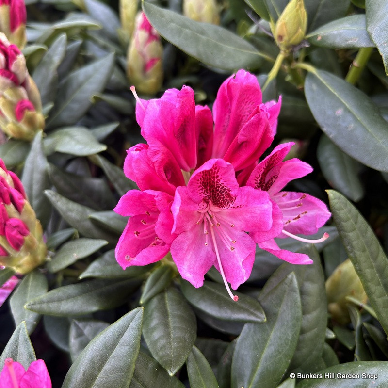 Rhododendron 'Cosmopolitan Pink' 15L