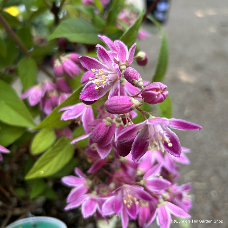 Deutzia 'Mont Rose' 3L