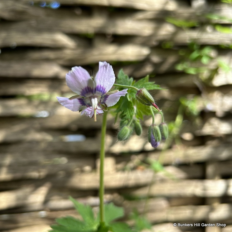 Geranium phaeum 'Wendy's Blush' 2L