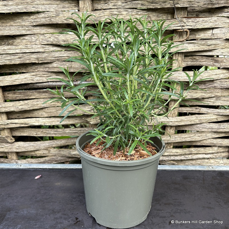 Rosemary officinale 2L